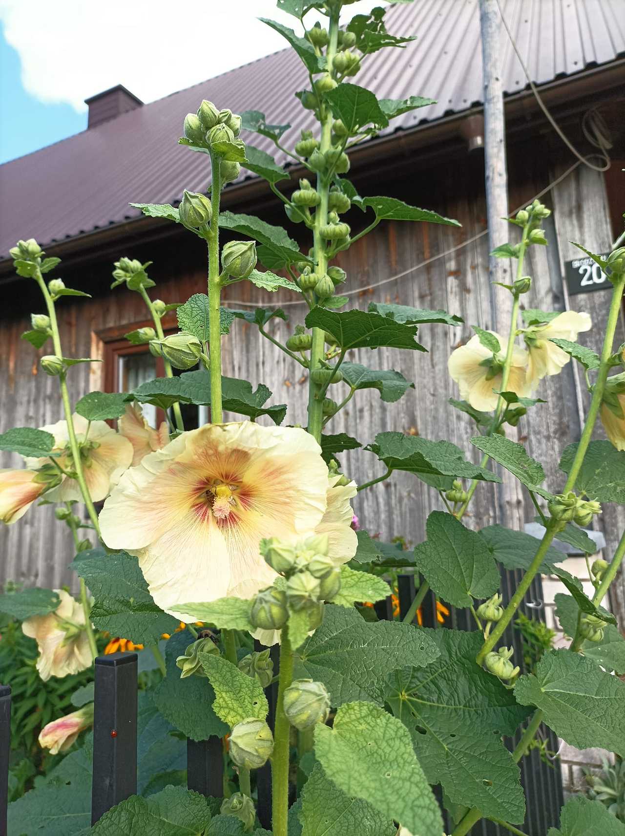 Location picture Chałupka na Brodziakach' 4